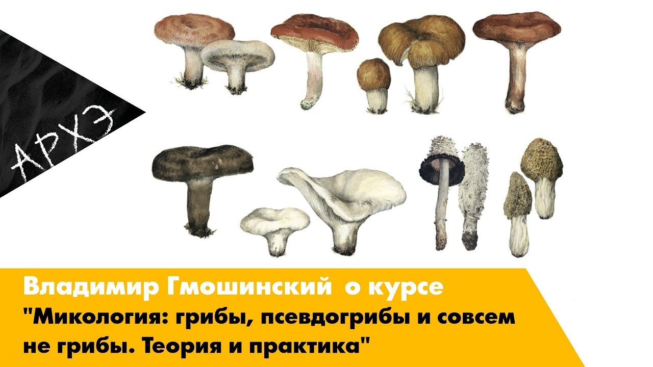 Кафедра микология